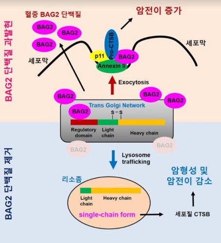 삼중음성 유방암의 암 형성 및 전이에 대한 BAG2 단백질의 작용기전