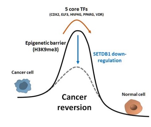 조광현 교수 연구팀은 SETDB1 단백질이 대장암세포가 정상대장세포로 분화하는 것을 차단하는 후성유전학적 장애물을 형성하고 있다는 사실을 밝히고 이를 억제함으로써 대장암세포를 정상대장세포로 효과적으로 분화시킬 수 있음을 증명하였다.