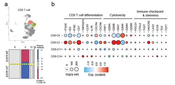 EGFR 돌연변이와 EGFR 야생형 폐암 조직에서 CD8 T세포 아형의 유전자 발현량의 차이