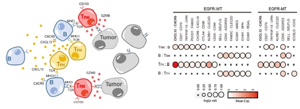 왼쪽- 종양환경 내 TFH-B-TRM 림프구 협력체 모식도, 오른쪽- EGFR 돌연변이와 EGFR 야생형 폐암에서의 면역세포 상호작용 분석