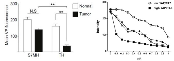 그림 왼쪽) YAP/TAZ의 발현량이 낮은 모델(S7MH)에서는 기질의 활성화가 낮고 약물의 투과성이 시간이 지날수록 암 주변 조직과 비슷하게 나타났다. 반면 YAP/TAZ 발현이 높은 모델(TH)에서는 암 조직 내 약물 투과도가 주변 조직에 비해 약 4배 정도 낮았다. 그림 오른쪽) YAP/TAZ의 발현이 낮은 오가노이드 모델(흰 동그라미)이 YAP/TZA의 발현이 높은 모델(검정 네모)과 비교해 암 조직 중심부로의 약물 투과도가 약 8배 정도 높게 나타났다.(r/R 값이 1에 가까울수록 암 조직의 중심부와 가깝다)