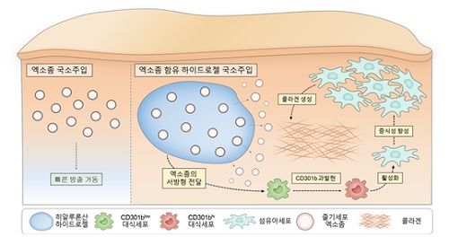 줄기세포 엑소좀 함유 히알루론산 하이드로젤이 대식세포에 CD301b을 과발현시켜 섬유아세포의 활성 및 콜라겐 생성을 유도