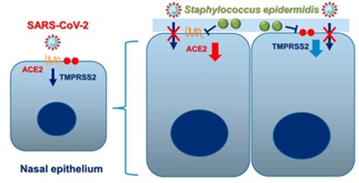 코 공생미생물 표피포도상구균(Staphylococcus epidermidis)의 SARS-CoV-2 진입 인자 억제 과정