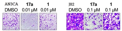 전이성 미분화 자궁내막암 세포(AN3CA)와 방광암 세포(J82) 전이 저해 능력, 선도물질 17a는 FGFR 돌연변이종을 보유한 전이성 미분화 자궁내막암 세포와 다발성 골수종 세포의 생장을 기존 저해제 대비 1.8배에서 14배 높게 억제하는 것으로 나타났다.