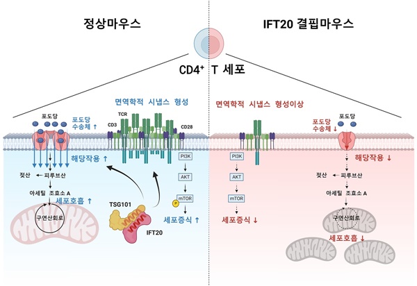 연구 모델 요약도IFT20단백질은 TSG101과 결합하여 면역학적 시냅스를 형성함. 면역학적 시냅스가 형성되면 PI3K-AKT-mTOR 신호가 증폭되어 CD4+ T세포가 증식하고, 포도당수송체가 증가하여 해당작용과 세포호흡이 증가하기 됨. IFT20이 결핍된 CD4+ T세포에서는 면역학적 시냅스 형성이 저하되며, 이로 인해서 세포증식과 해당작용, 세포호흡 모두가 감소하게 됨.