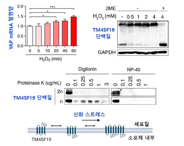구강암 세포에서 산화스트레스로 인한 YAP 발현 증가와 TM4SF19 단백질의 이합체 형성