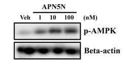 PN5N 농도가 높아질수록 AMPK의 인산화 수준도 높아지는 것으로 나타남